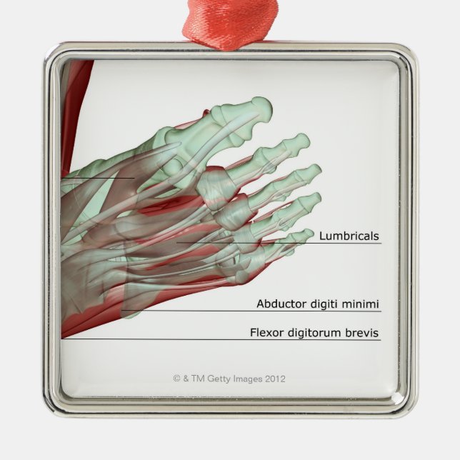 Musculoskeleton av foten julgransprydnad metall (Framsidan)