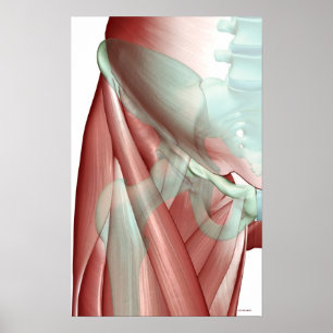 Musculoskeleton av höften 3 poster