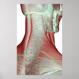 Musculoskeleton av nacken poster