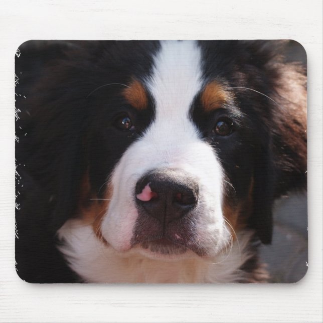 Musen för den Bernese berghunden vadderar Musmatta (Framsidan)