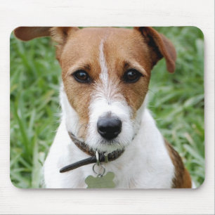 Musen för den jackRussell terrieren vadderar Musmatta