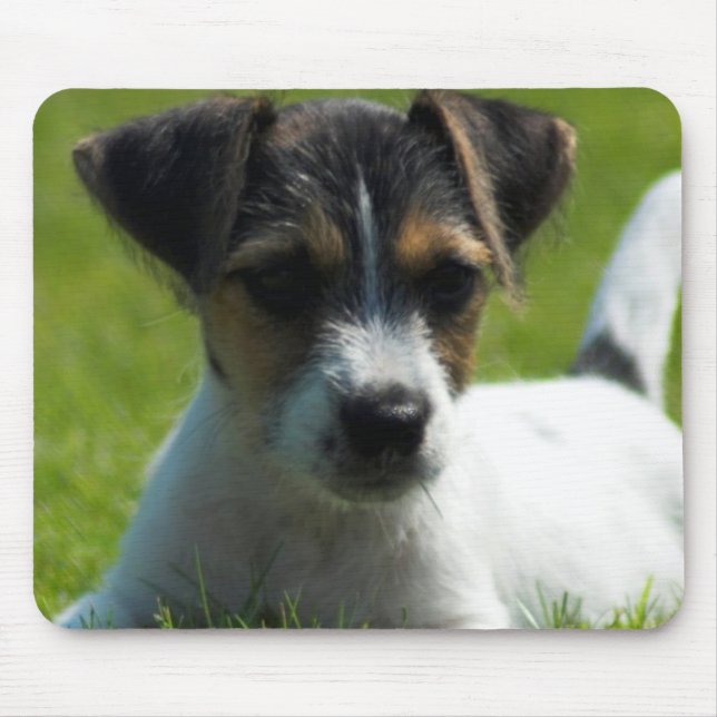 Musen för den jackRussell valpen vadderar Musmatta (Framsidan)
