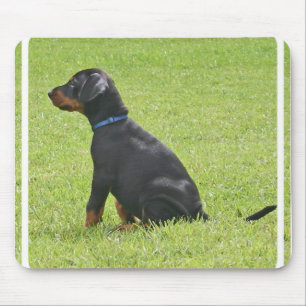 Musen för DobermanPinschervalpen vadderar Musmatta