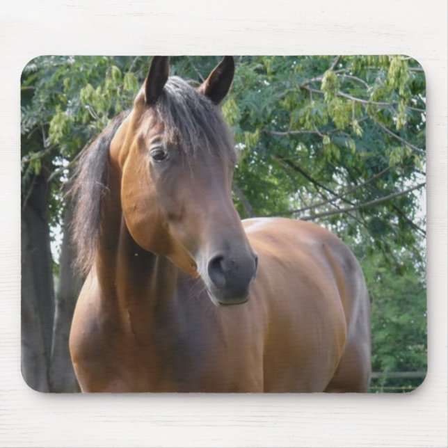 Musen för fjärdThoroughbredhästen vadderar Musmatta (Framsidan)