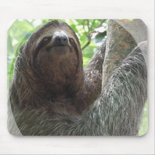 Musen för Slothfotodesignen vadderar Musmatta