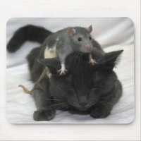 Musen och kattmusen vadderar