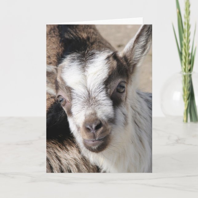 Musen på alpregionen kort (Framsida)