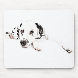 Musen vadderar Dalmatiner Musmatta