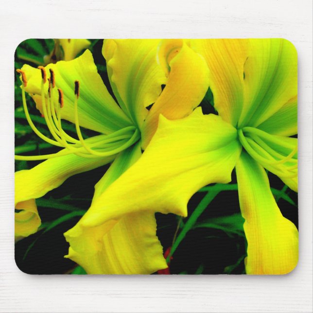 Musen vadderar: Daylily Musmatta (Framsidan)