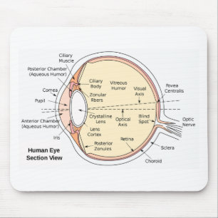 Musen vadderar det Anatomical diagrammet för Musmatta