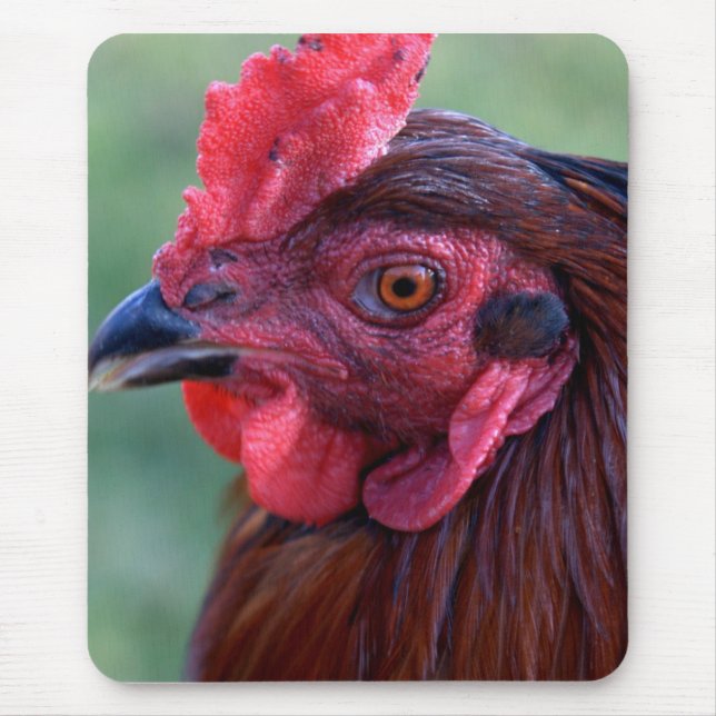 Musen vadderar musmatta (Framsidan)