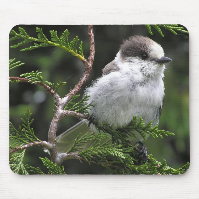 Musen vadderar musmatta (Framsidan)