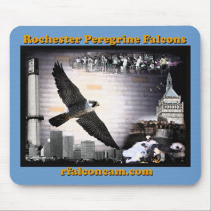 Musen vadderar Rochester Peregrinefalkar Musmatta