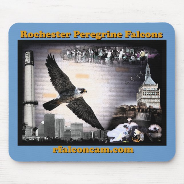 Musen vadderar Rochester Peregrinefalkar Musmatta (Framsidan)