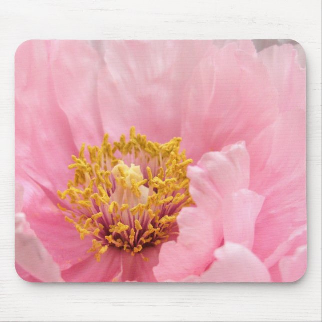 Musen vadderar: Rosa trädpion Musmatta (Framsidan)