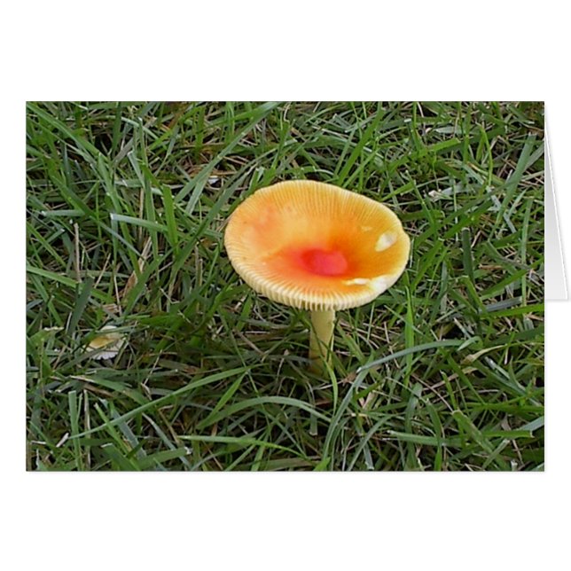 Mushroom2 Hälsningskort (Framsidan Horizontal)