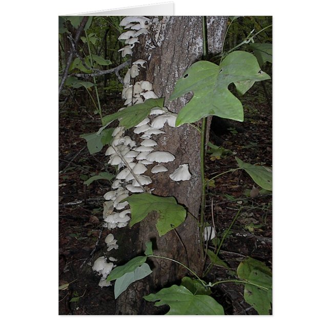 Mushroom4 Hälsningskort (Framsidan)