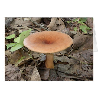 Mushroom9 Hälsningskort