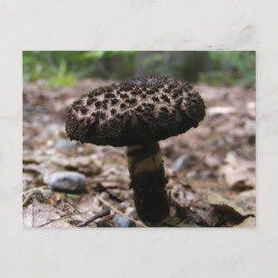 Mushroom 146 ~ vycard vykort