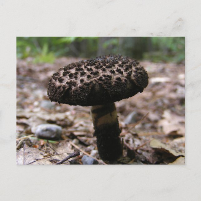 Mushroom 146 ~ vycard vykort (Framsida)