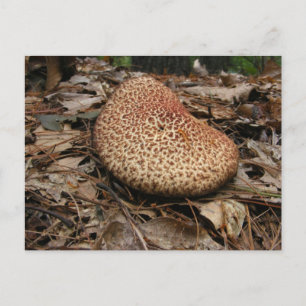 Mushroom 149 ~ vycard vykort