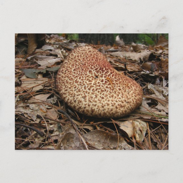 Mushroom 149 ~ vycard vykort (Framsida)