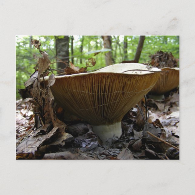 Mushroom 161 ~ vycard vykort (Framsida)
