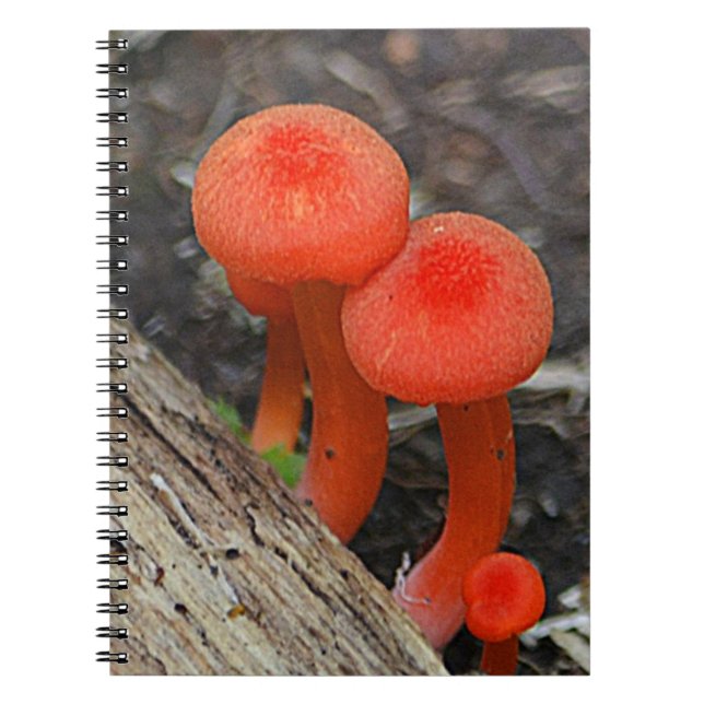 Mushroom bärbar dator anteckningsbok (Framsidan)