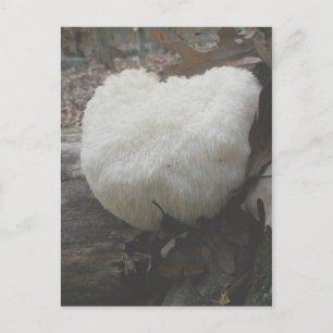 Mushroom Bearded Toth (Hericium erinaceus) Vykort