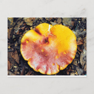 Mushroom BeSnyval Vykort