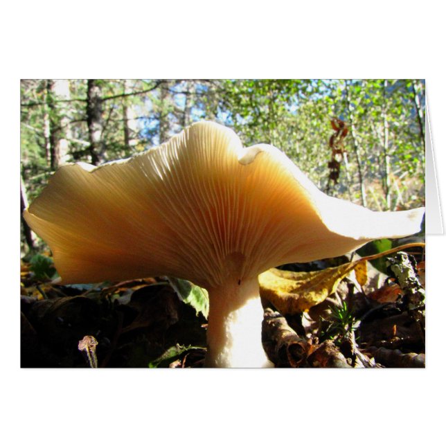 Mushroom Enjoying the Sunshine OBS Kort (Framsidan Horizontal)