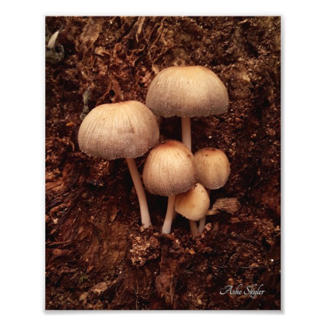 Mushroom Family Fototryck (Framsidan)