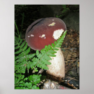 Mushroom & Fern Poster
