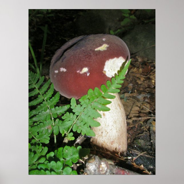 Mushroom & Fern Poster (Framsidan)