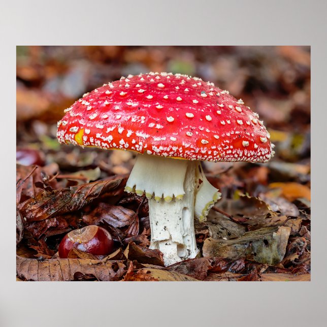 Mushroom Fly Agaric eller Fly Amanita Muscaria Poster (Framsidan)