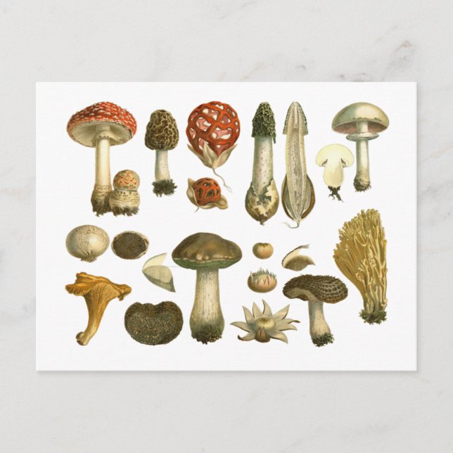 Mushroom Fungus Fungi Vintage Postcard Vykort (Framsida)