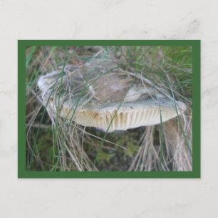 Mushroom Gills vycard Vykort