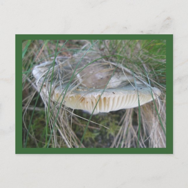 Mushroom Gills vycard Vykort (Framsida)