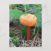 Mushroom Helgdag-vykort