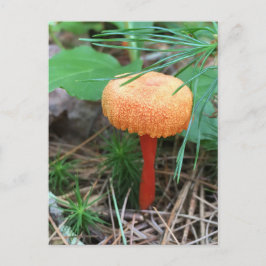Mushroom Helgdag-vykort Vykort