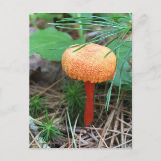 Mushroom Helgdag-vykort Vykort