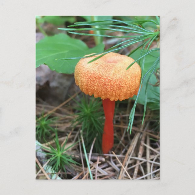 Mushroom Helgdag-vykort Vykort (Framsida)