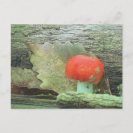 Mushroom in Skogen Vykort