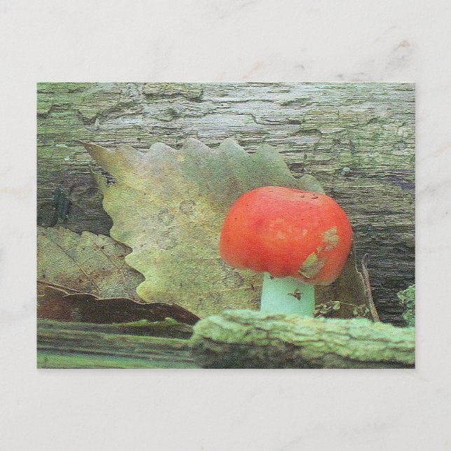 Mushroom in Skogen Vykort (Framsida)