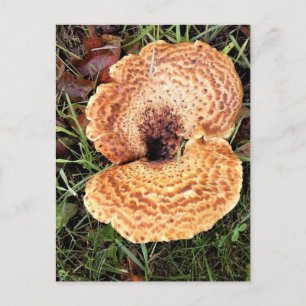 Mushroom in the Forest Vykort