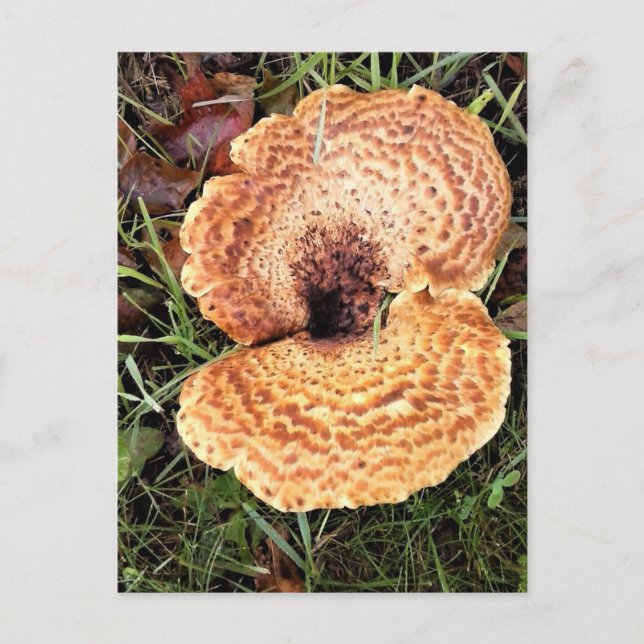 Mushroom in the Forest Vykort (Framsida)