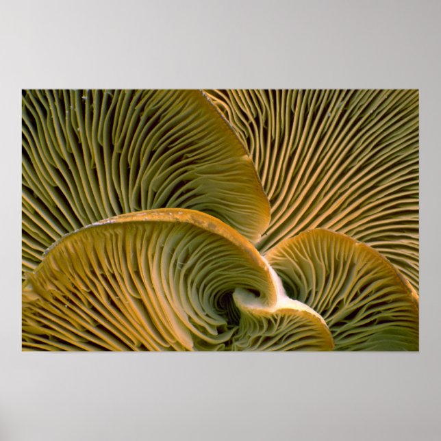 Mushroom-kluster på en död träd poster (Framsidan)