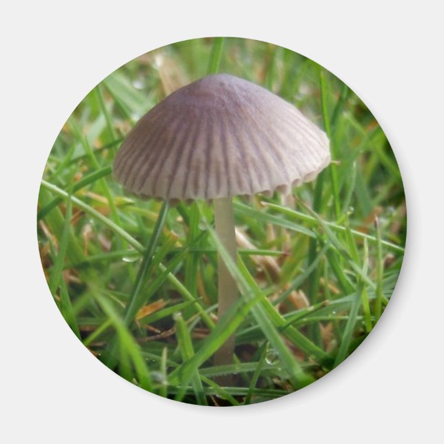 Mushroom Magnet (Framsidan)