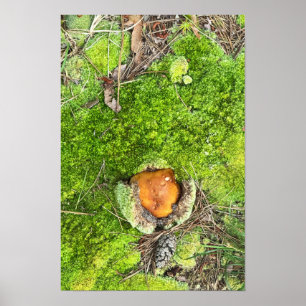 Mushroom och Moss Photo Poster