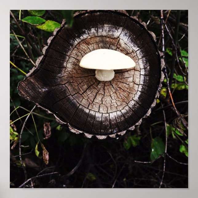 Mushroom Öga Poster (Framsidan)